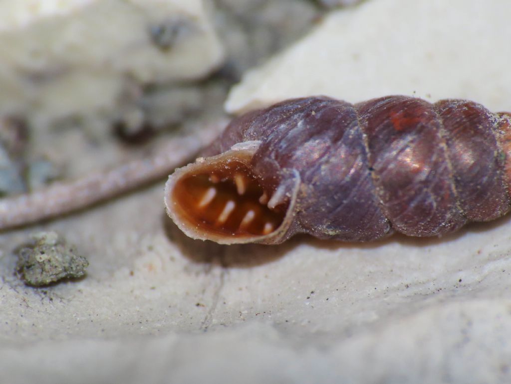 Gasteropode da identificare