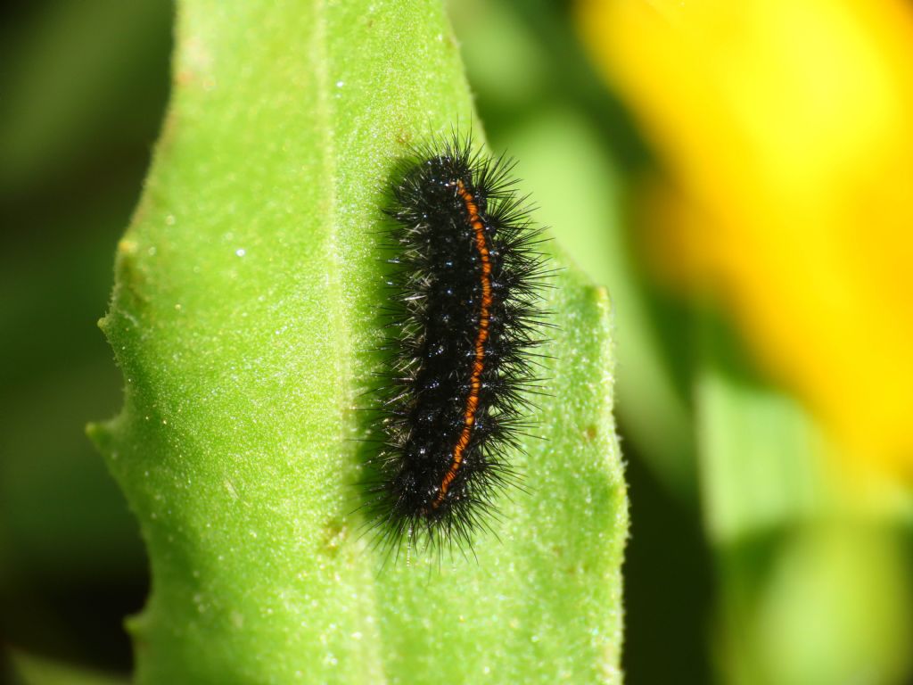 Bruco da identificare: Coscinia striata  - Erebidae