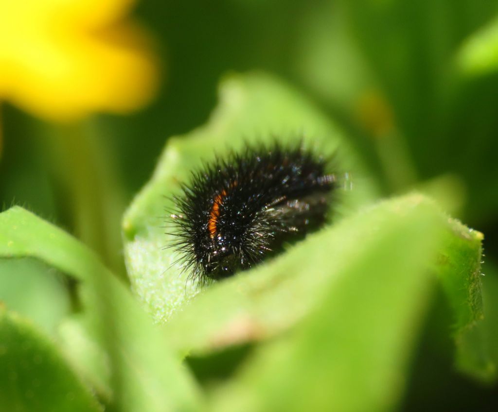 Bruco da identificare: Coscinia striata  - Erebidae