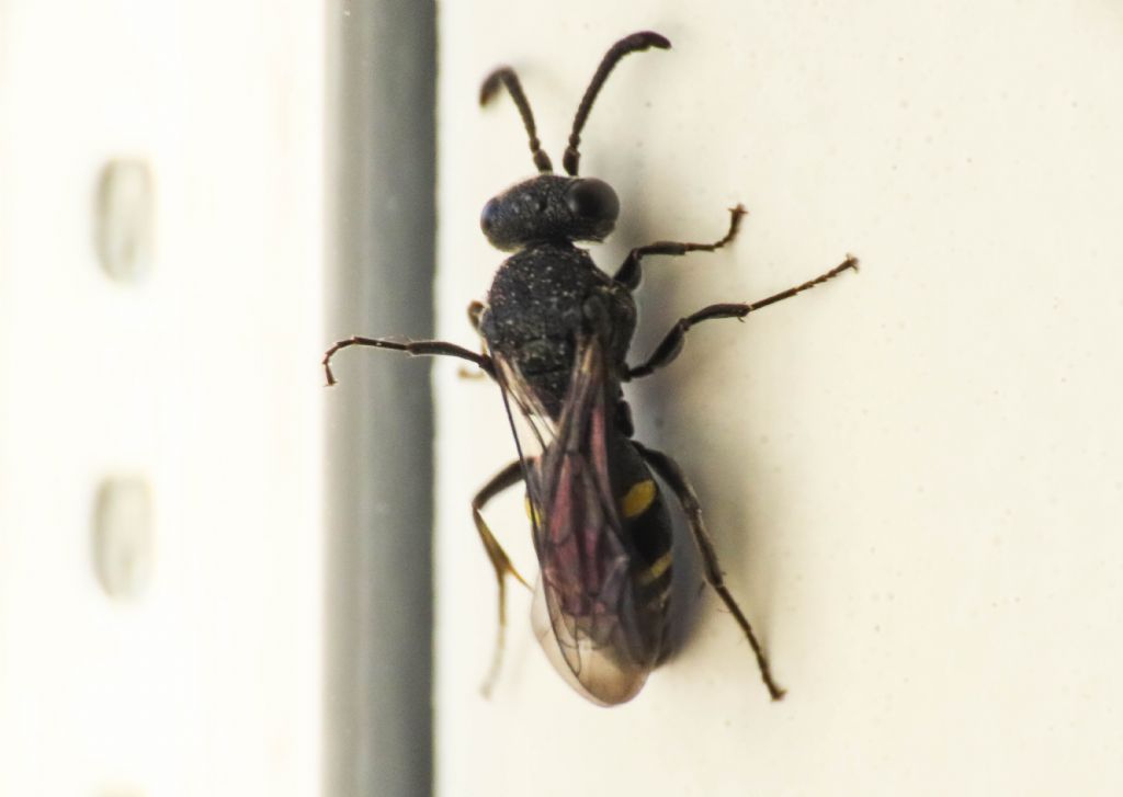 Crabronidae: Nysson sp.