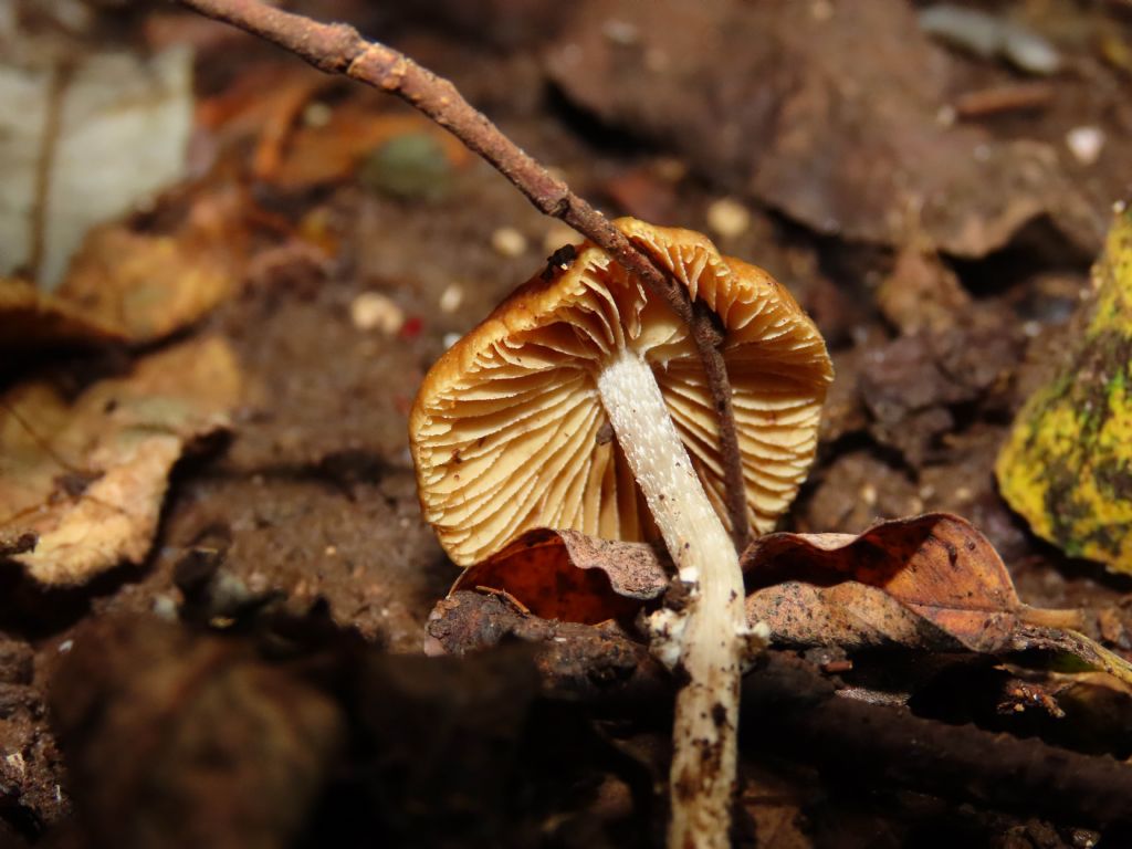 Fungo da identificare