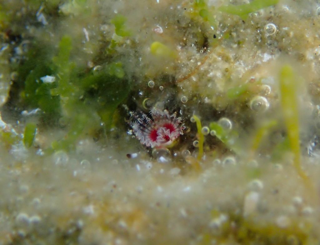 Serpulidae? da identificare