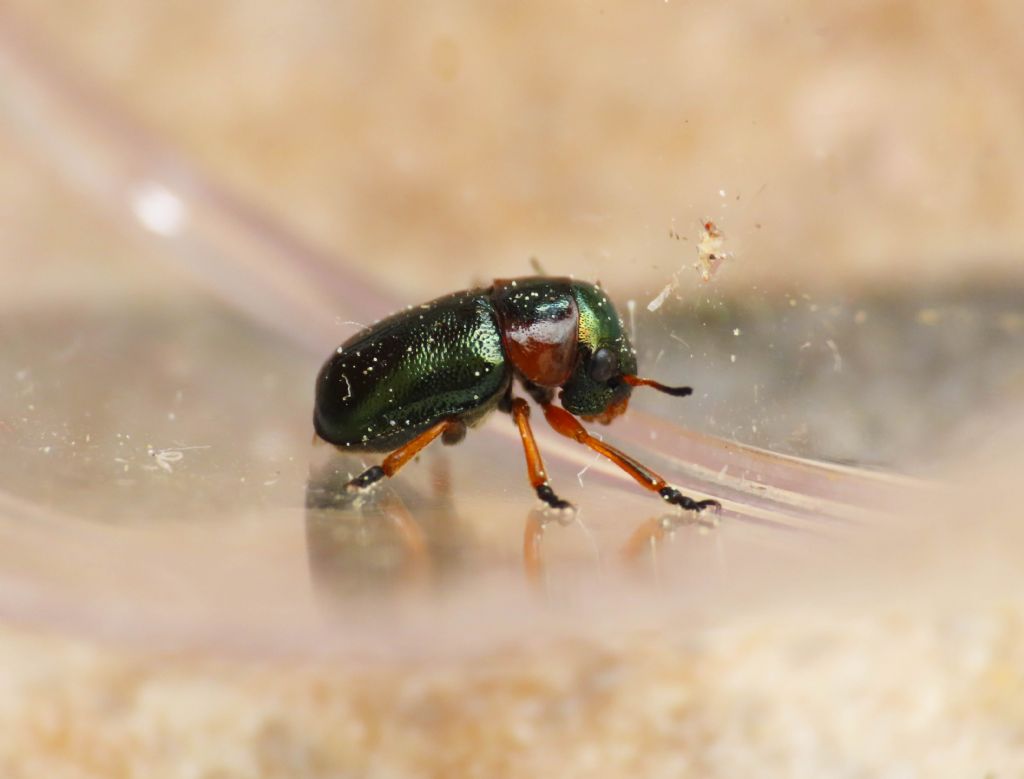 Chrysomelidae: Cheilotoma cfr. erythrostoma