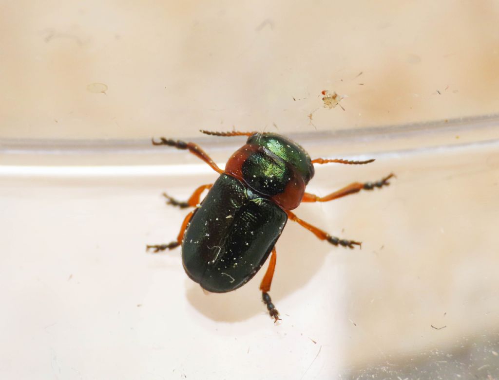 Chrysomelidae: Cheilotoma cfr. erythrostoma