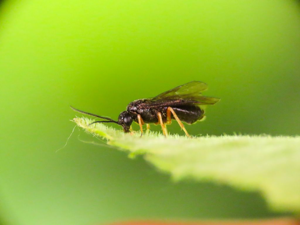 Tenthredinidae da identificare