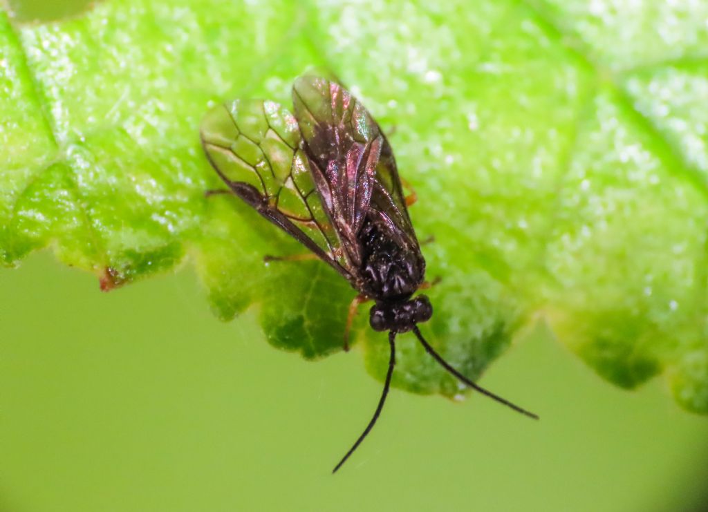 Tenthredinidae da identificare