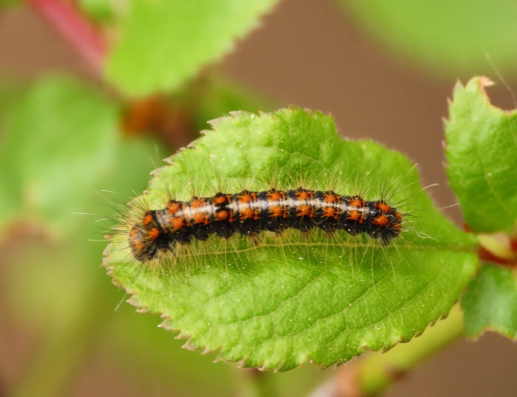 Bruco di Trichiura crataegi, Lasiocampidae