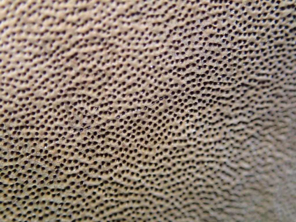 Fungo da identificare