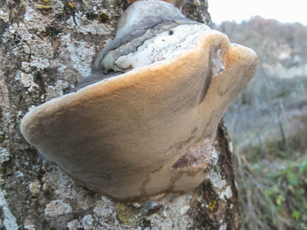 Fungo da identificare