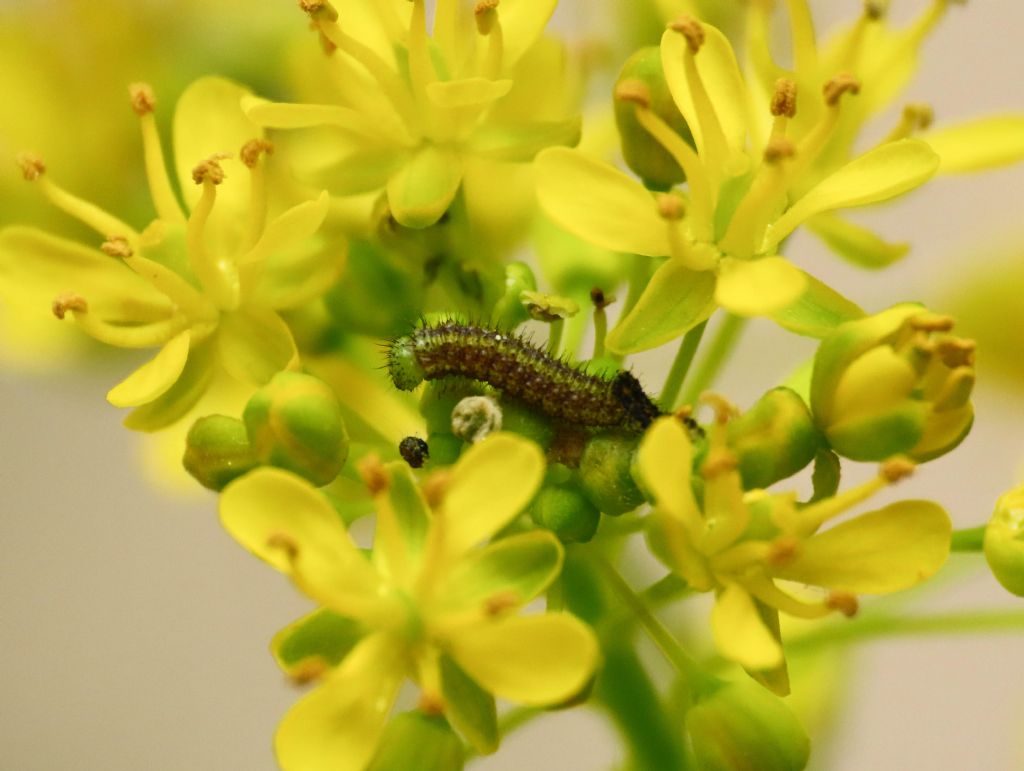 Bruco di Pieridae:  Pontia edusa