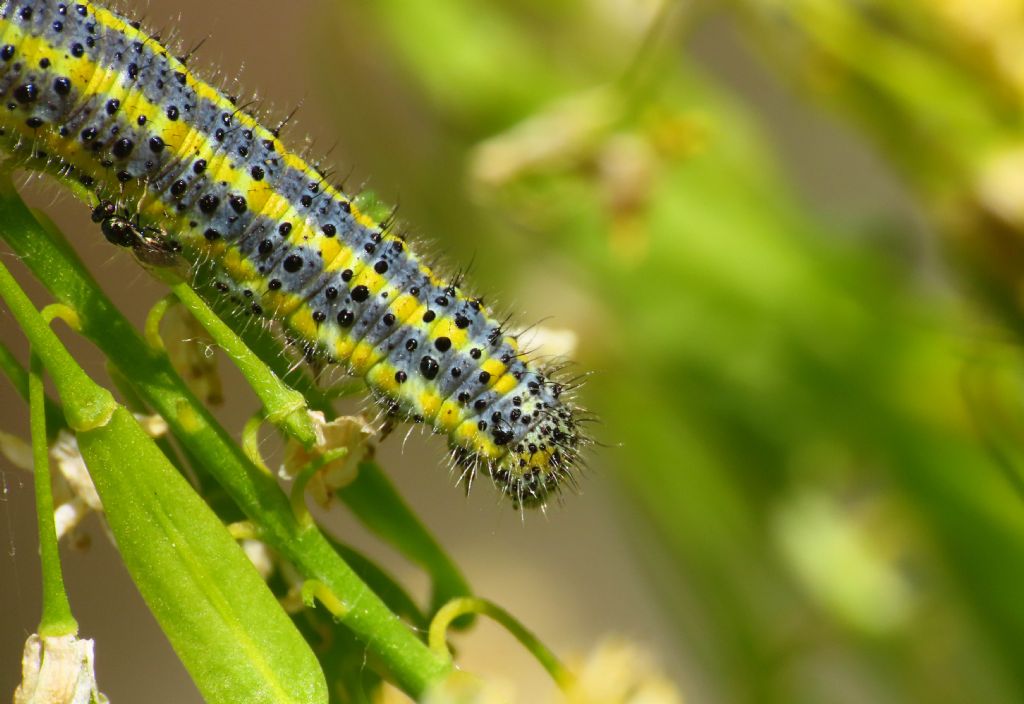 Bruco di Pieridae:  Pontia edusa