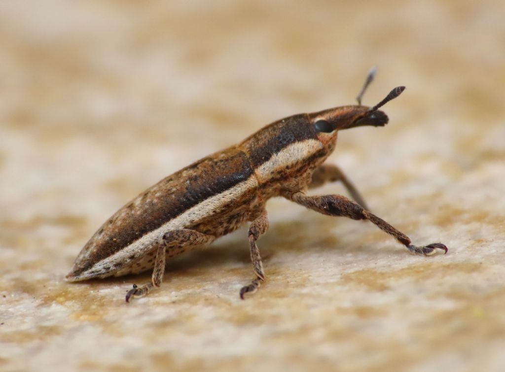 Curculionidae: Lixus (Compsolixus) albomarginatus
