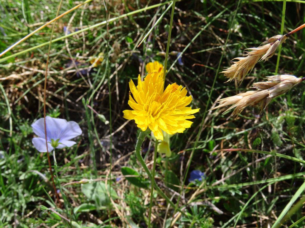 Asteracea da identificare