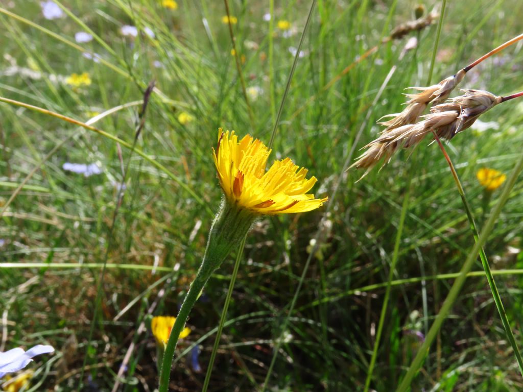 Asteracea da identificare