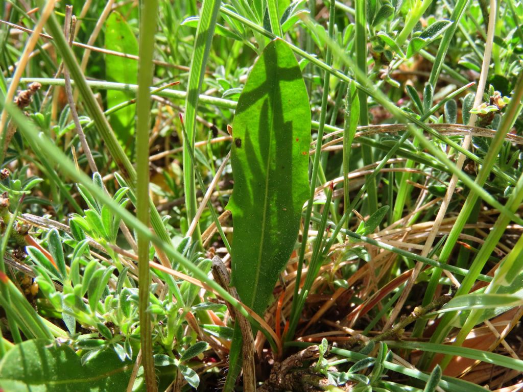 Asteracea da identificare