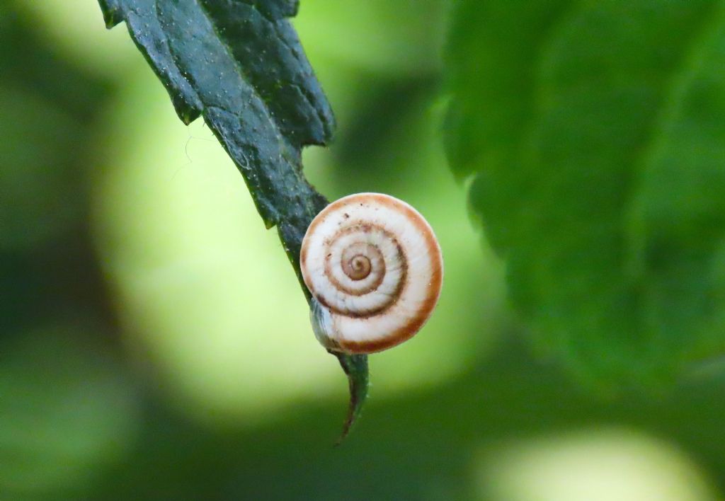 Gasteropode da identificare