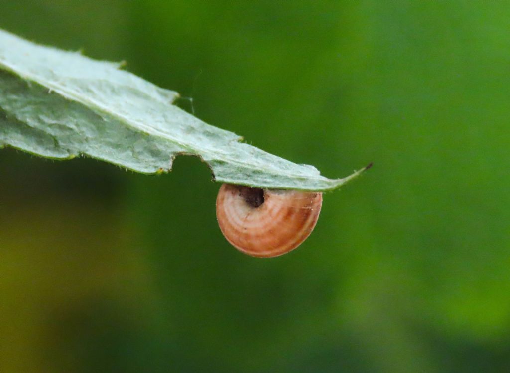 Gasteropode da identificare