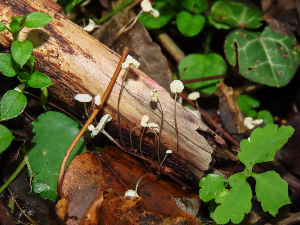 Funghi da identificare