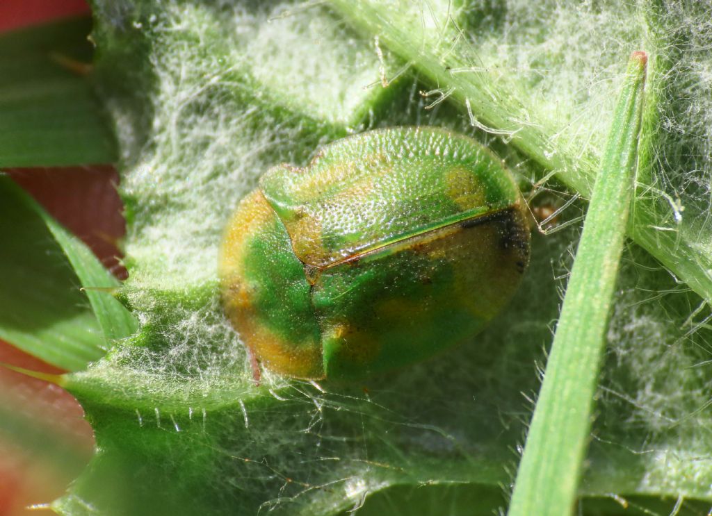 Chrysomelidae: Cassida viridis