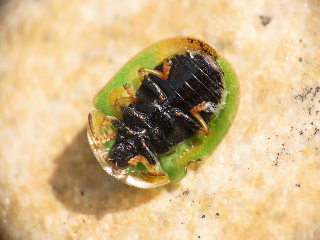 Chrysomelidae: Cassida viridis