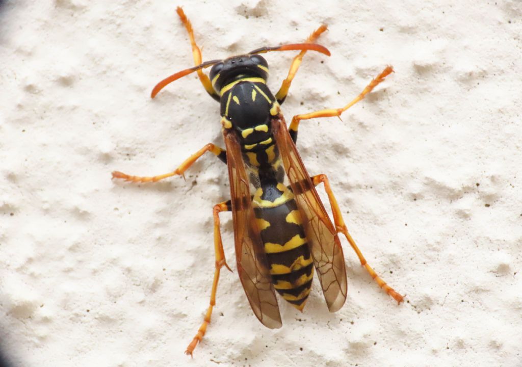 Vespidae: Polistes associus