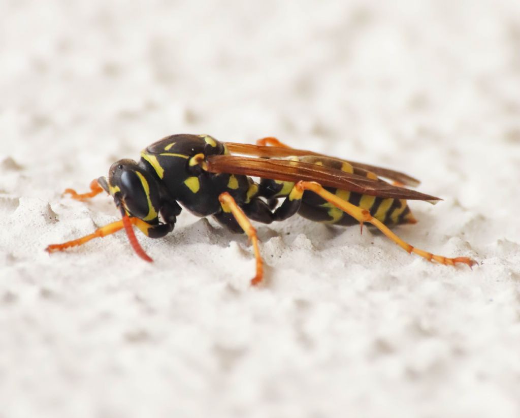 Vespidae: Polistes associus