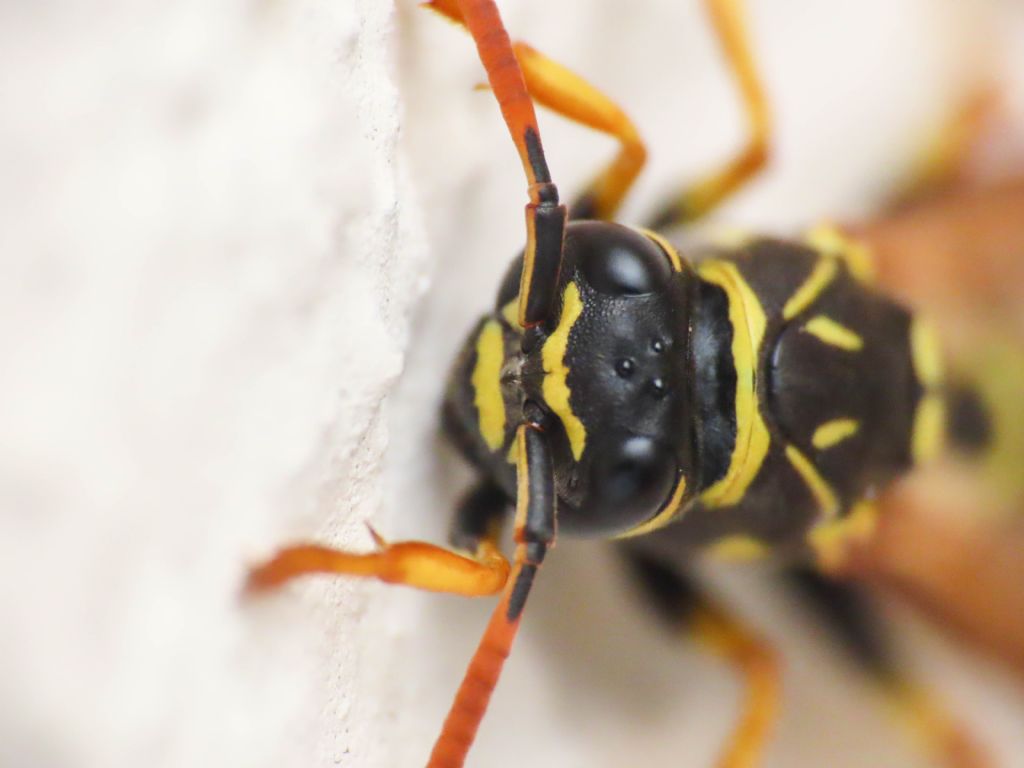 Vespidae: Polistes associus