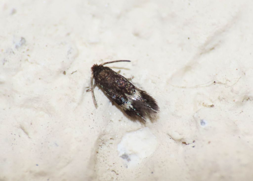 Nepticulidae? S, cfr. Enteucha acetosae