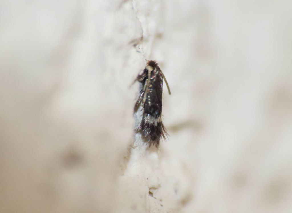 Nepticulidae? S, cfr. Enteucha acetosae