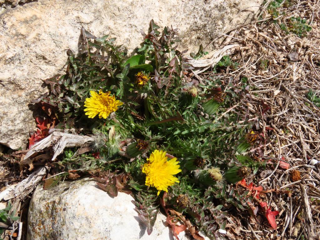 Taraxacum? da identificare... Taraxacum sp.