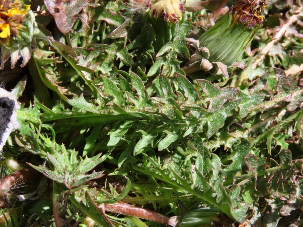 Taraxacum? da identificare... Taraxacum sp.