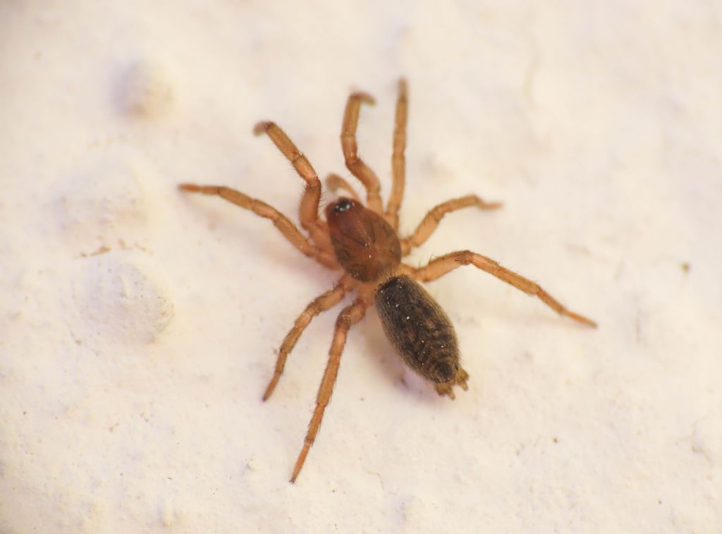 Gnaphosidae da identificare