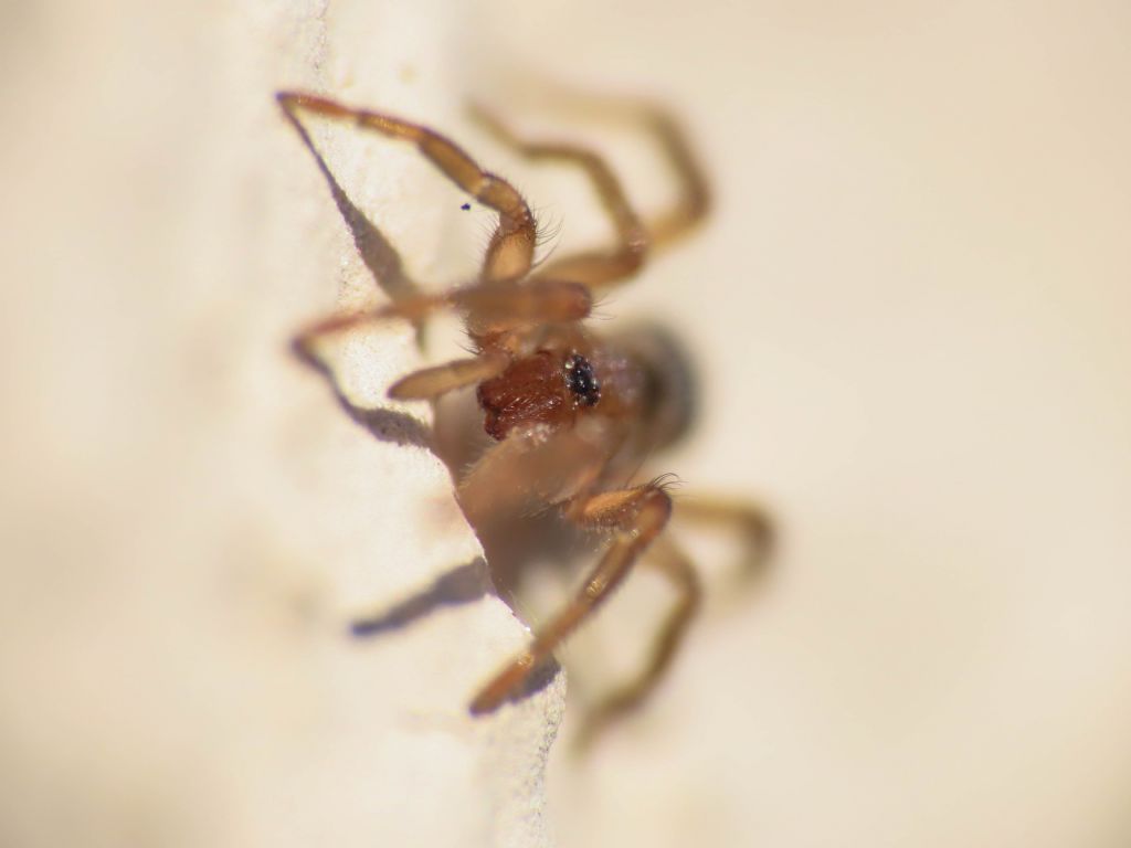 Gnaphosidae da identificare