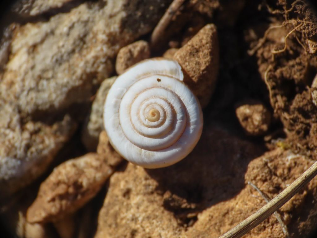 Gasteropode da identificare