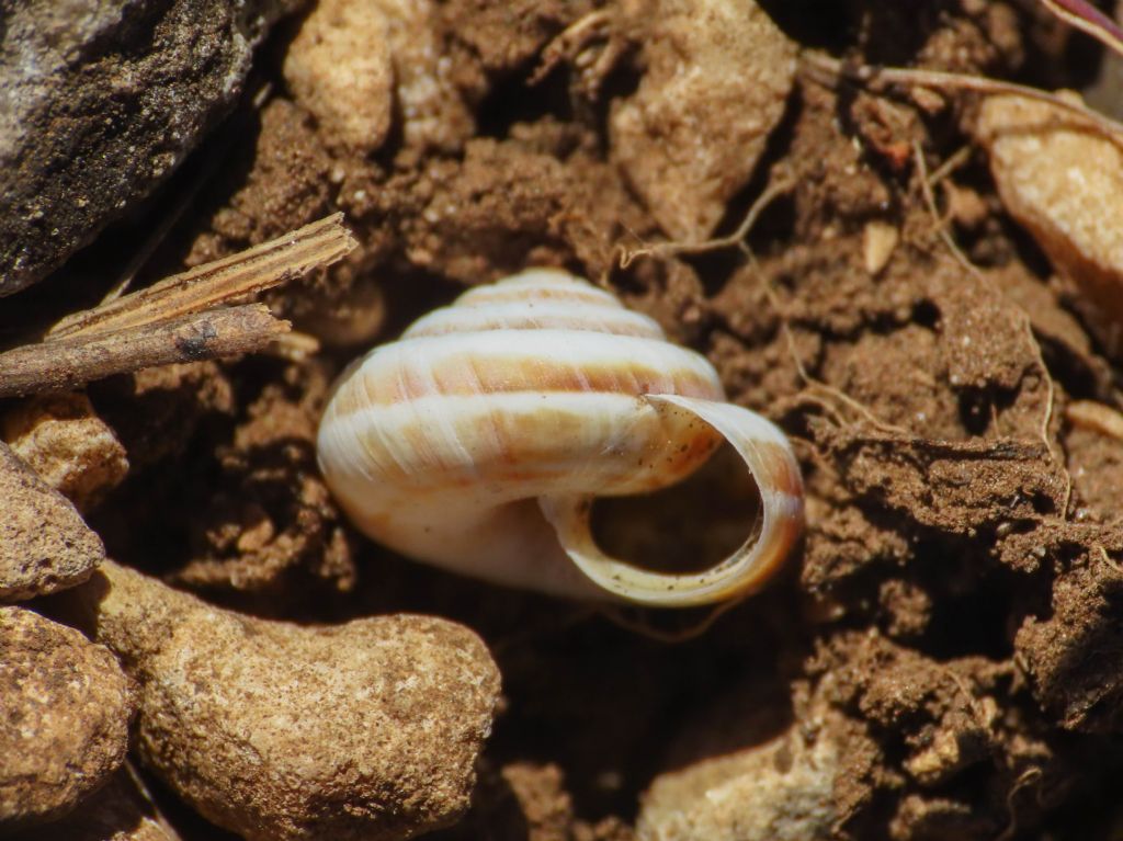 Gasteropode da identificare