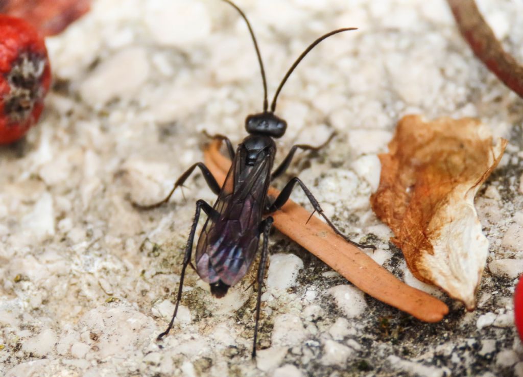 Pompilidae da identificare