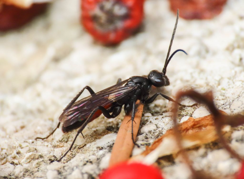 Pompilidae da identificare