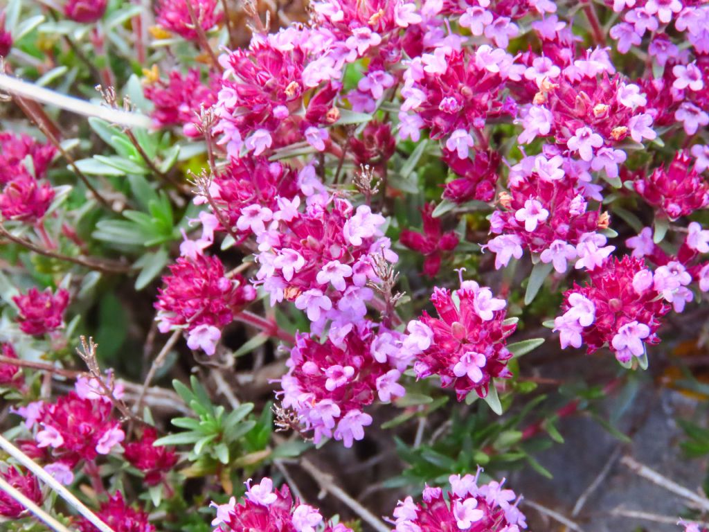 Thymus da identificare