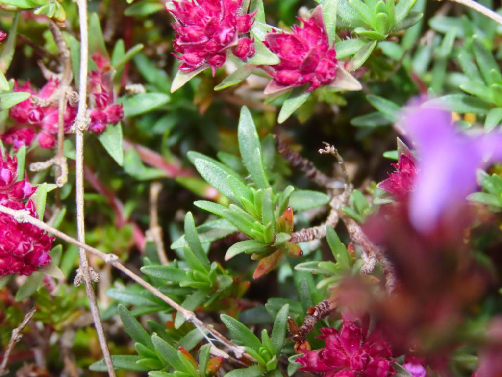 Thymus da identificare