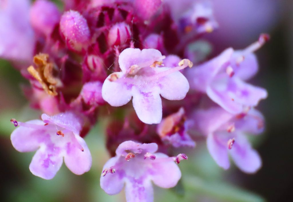 Thymus da identificare