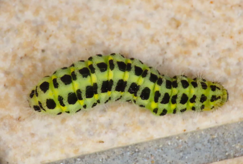 Bruco di Zygaena da identificare