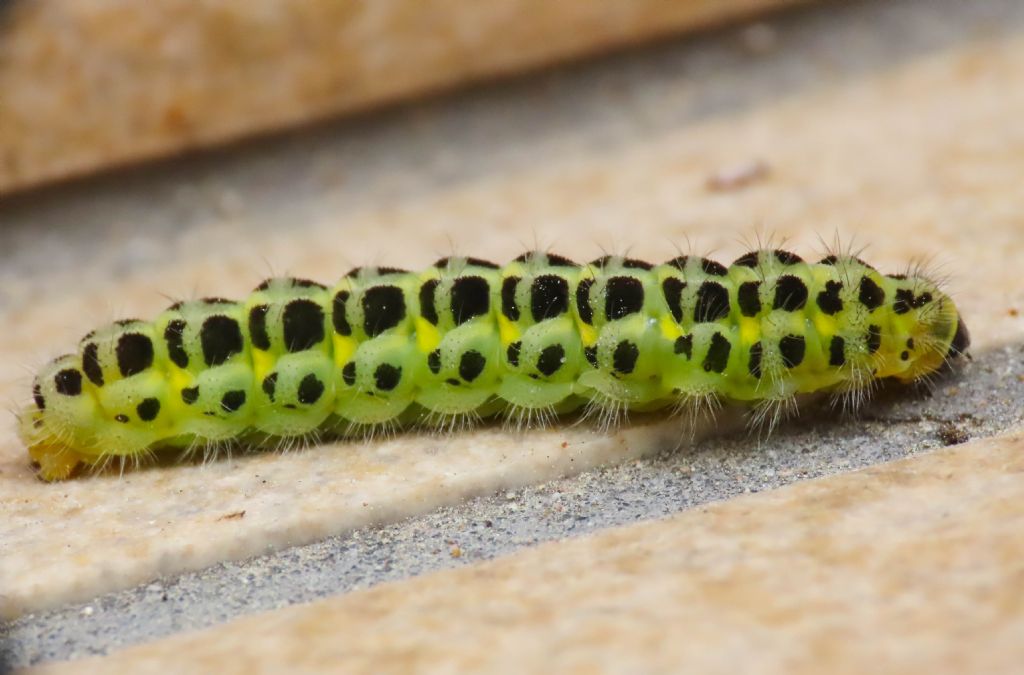 Bruco di Zygaena da identificare
