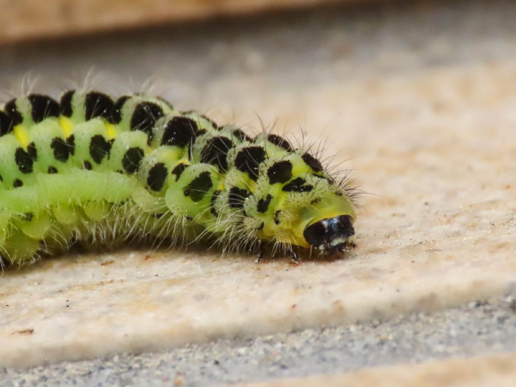 Bruco di Zygaena da identificare