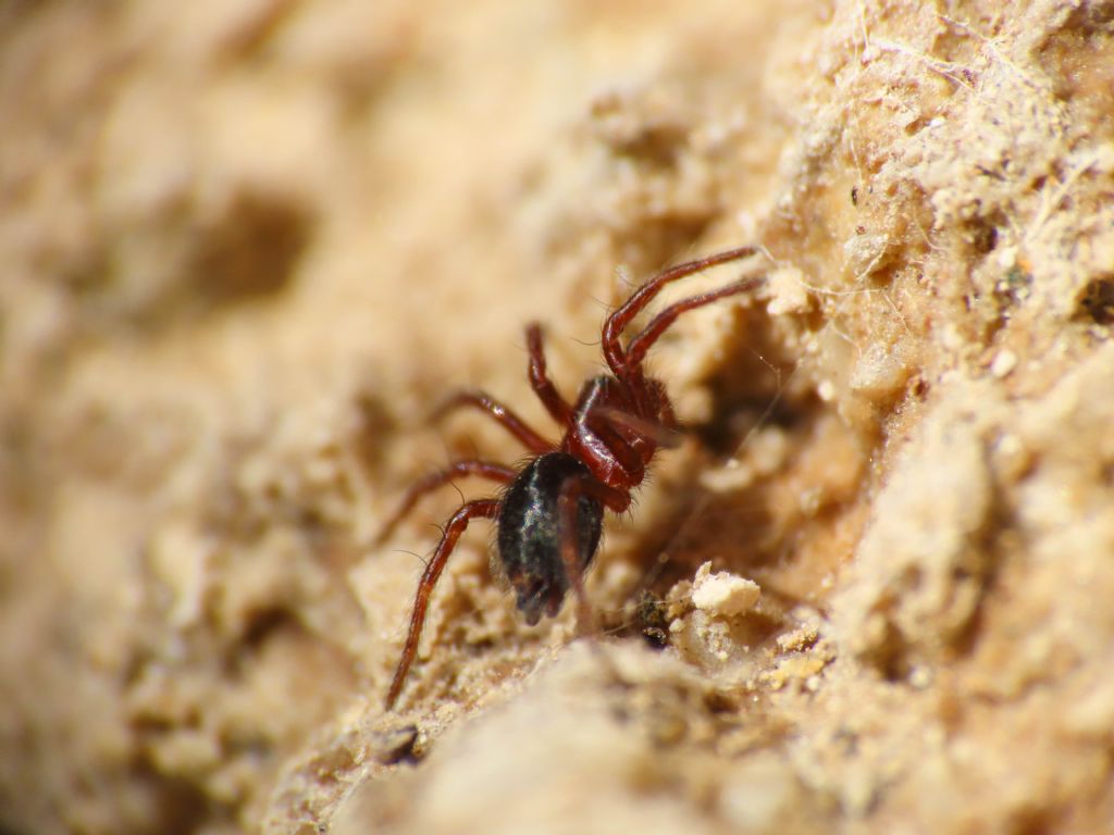 Antistea elegans?  S - Bazzano (AQ)