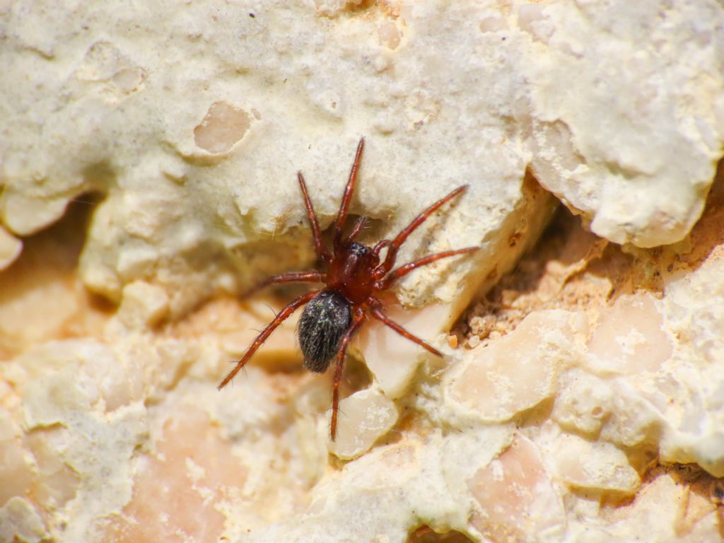 Antistea elegans?  S - Bazzano (AQ)