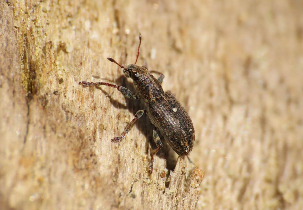 Sitona: Sitona puncticollis