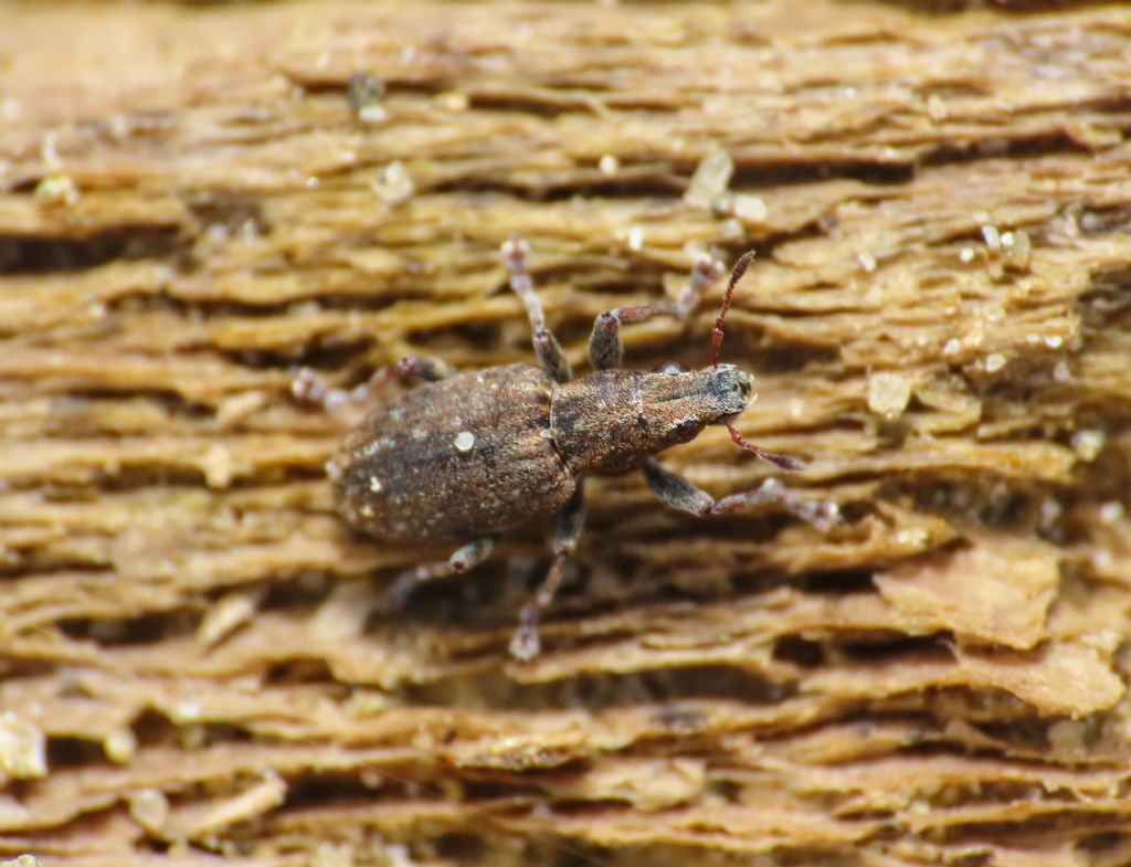 Sitona: Sitona puncticollis