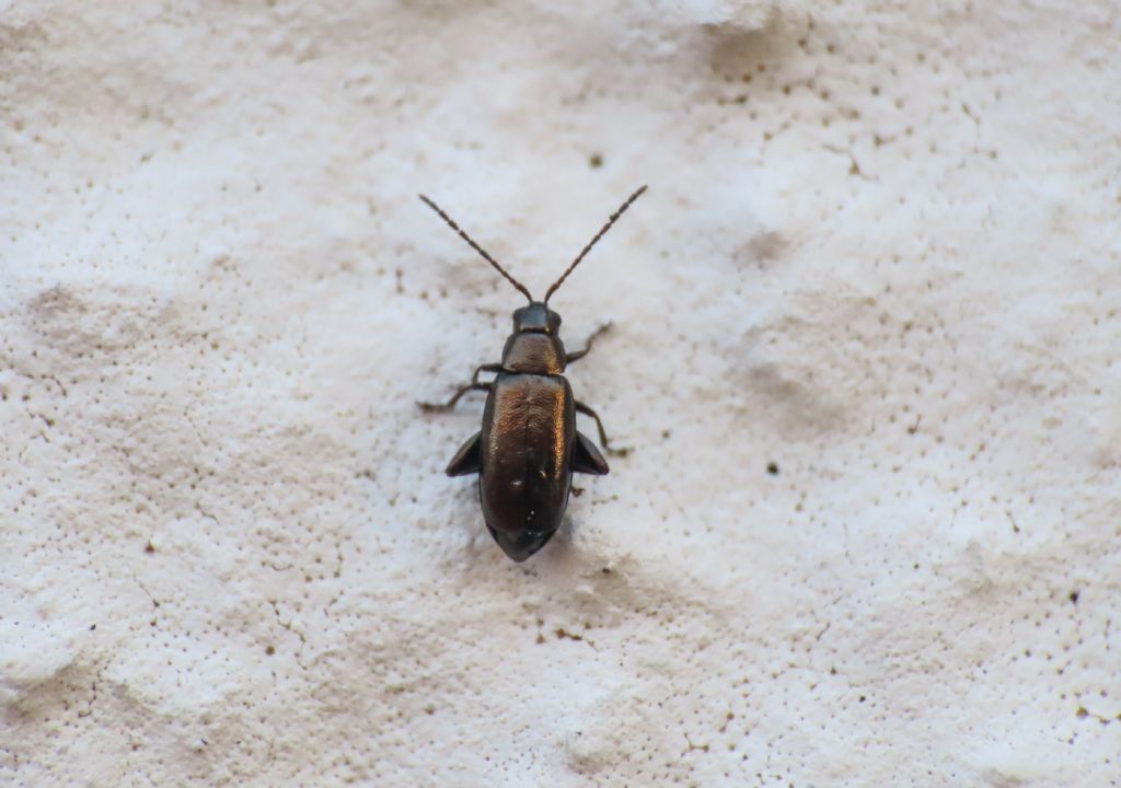 Chrysomelidae: Phyllotreta sp.