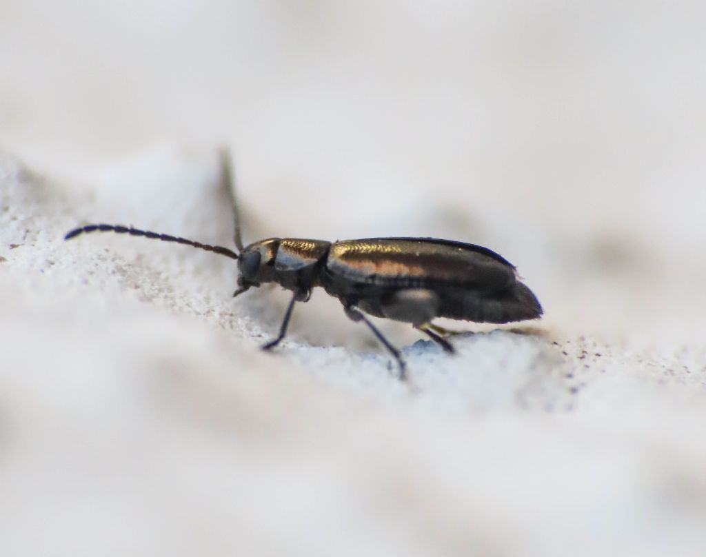 Chrysomelidae: Phyllotreta sp.