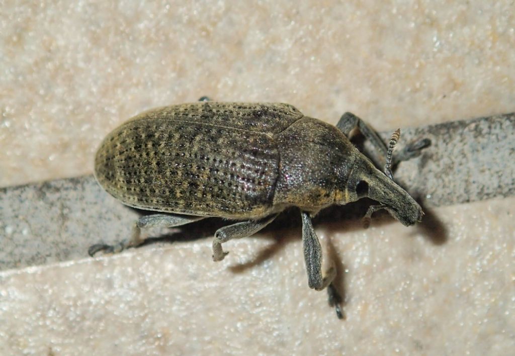 Curculionidae: Larinus (Larinus) cynarae
